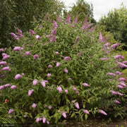 Butterfly Bush, Pink Delight #3